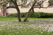 Magnolienblüten  von Gerda Hutt