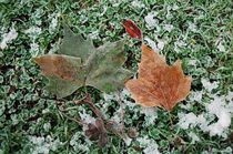 Frosty leaves by Kathleen O'Donnell