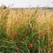 Poppies-in-wheat-field-kent-jpg