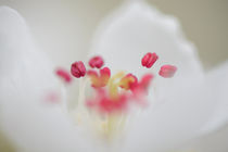 blossom of a pear flower by B. de Velde