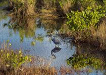 A Tricolored Heron in the Wetlands by John Bailey