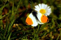 Aurorafalter Gänseblümchen Tautropfen - orange tip butterfly daisy dewdrop von mateart