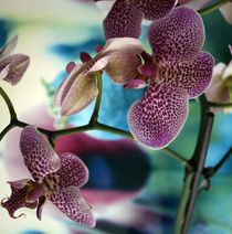 Orchidee von anowi