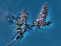 Lilacs von Sally White