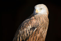 Red Kite Portrait by Andy-Kim Möller