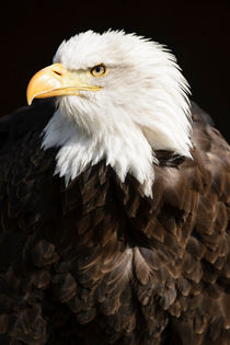 American Bald Eagle by Andy-Kim Möller