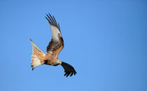 Flying Red Kite No 1 by Andy-Kim Möller