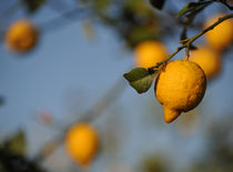 lemon by emanuele molinari
