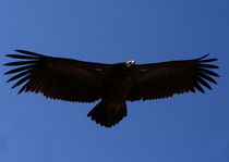 Black Eagle - Himalayas - Nepal von Aidan Moran