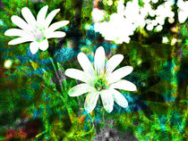 flower power von urs-foto-art