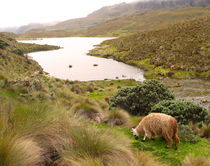ein Lama am See by reisemonster