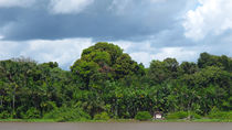 Regenwald am Amazonas von reisemonster