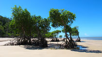 Strandbaum von reisemonster
