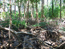 Mangrovenwald von reisemonster