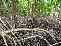 Mangroven am Amazonas by reisemonster