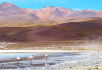 Flamingoberge by reisemonster