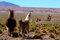 Lamas in der Wüste von reisemonster