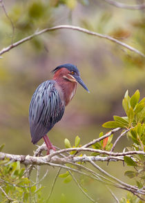 The Green Heron At Blue Hole by John Bailey