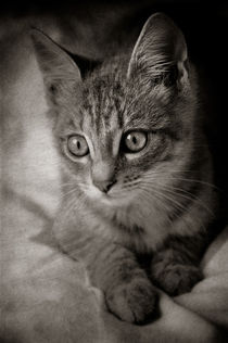 Cat's Eyes #05 von loriental-photography