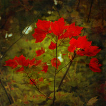 Natural Red Maple Leaves von loriental-photography