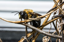 Carpenter Bee from Tennessee by Jon Woodhams