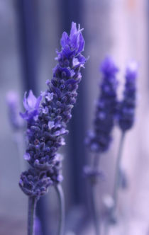 Smells like lavender by labela