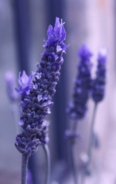 Smells-like-lavender