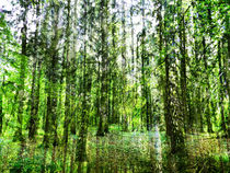 cannot see the wood for the trees by urs-foto-art