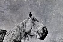 Pferd 011 von leddermann