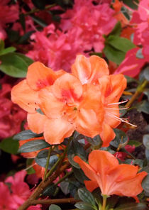 Fleurs d'azalée orange von lorenzo-fp