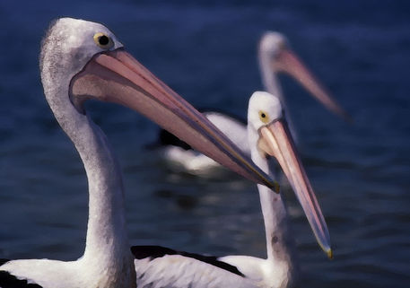 C-201-dot-22-e2-pelicans-impression