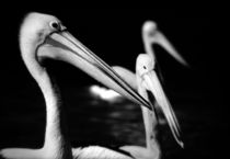 Three Pelicans (Holga IR) by David Halperin