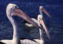 Three Pelicans (Impressionist) von David Halperin