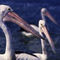C-201-dot-22-e4-pelicans-rembrandt