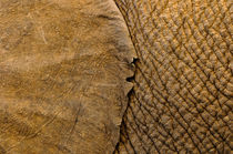 Elephants skin von Andy-Kim Möller