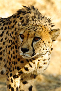 Cheetah portrait  by Andy-Kim Möller