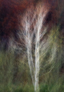 Impressionistic birch by Andy-Kim Möller