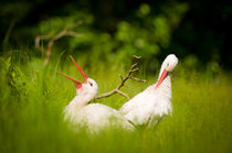 White-storks in love von Andy-Kim Möller
