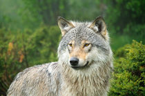 Portrait of a wolf von Andy-Kim Möller