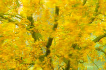 Autumn colors by Andy-Kim Möller