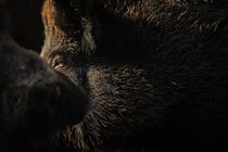 Dark boar von Andy-Kim Möller