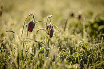 Snake head's fritillary in gold by Andy-Kim Möller