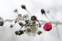 Frozen raspberry by Andy-Kim Möller