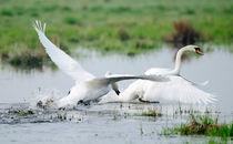 Chasing swans 1 von Andy-Kim Möller