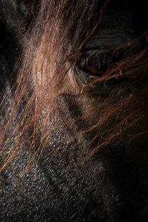 Horse eyes von Andy-Kim Möller