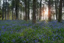 Sunlit Bluebell Woods by David Tinsley