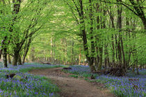 Beech and Bluebell Walk by David Tinsley