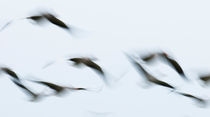 Flying geese von Andy-Kim Möller