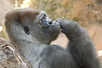 Gorilla by Ulrich Brodde