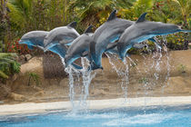 Delfinshow im Loro Parque by Ulrich Brodde